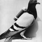 Homing Pigeons – In a Historical Perspective