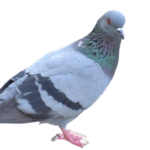 How Do Racing Pigeons Find Their Way Home?