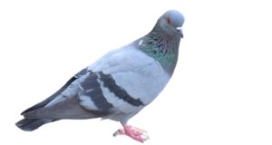 How Do Racing Pigeons Find Their Way Home?