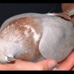 The ultimate guide to common racing pigeon diseases